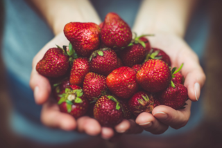 Hände halten eine große Menge frischer, roter Erdbeeren mit grünem Stiel